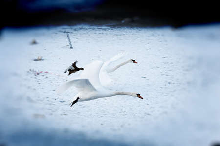Graceful swansの写真素材