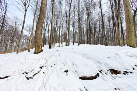 Wintry landscape in Polandの写真素材