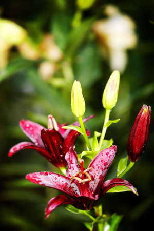 Lilly  flower closeupの写真素材