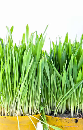 Close - up of grassの写真素材