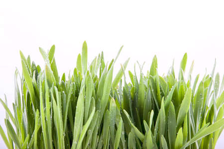 Close - up of grass