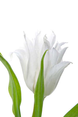 April Tulipsの写真素材