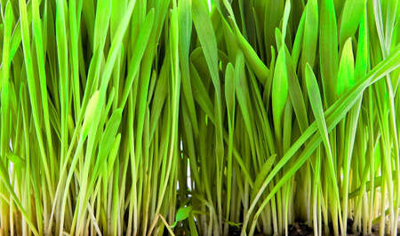Close - up of grass