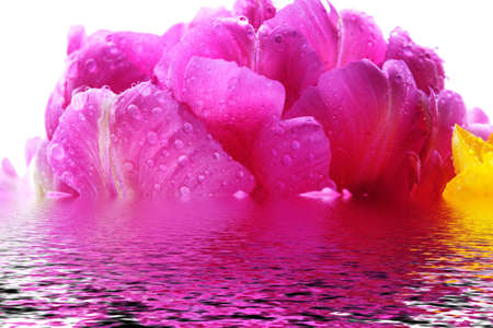 Rosesの写真素材