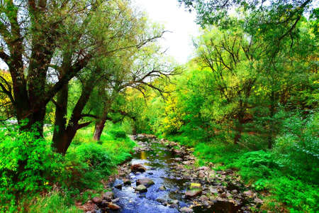 Mountainous creek