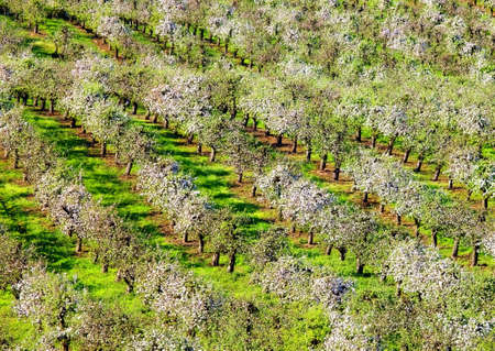 Orchardsの写真素材