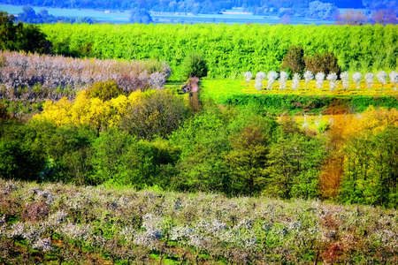 Orchardsの写真素材