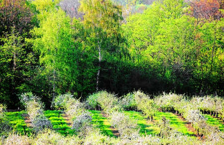 Orchardsの写真素材