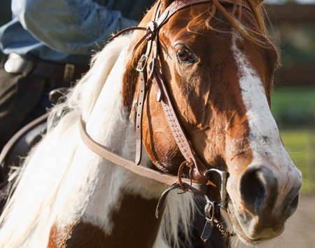 Horseの写真素材
