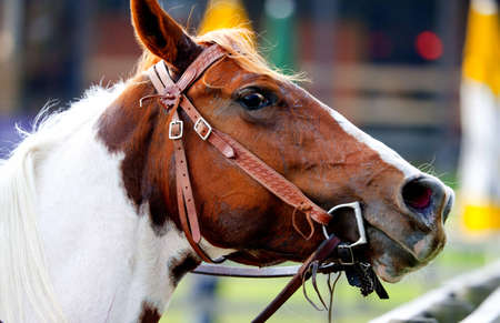 Horseの写真素材