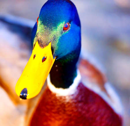 Duck in the pondの写真素材