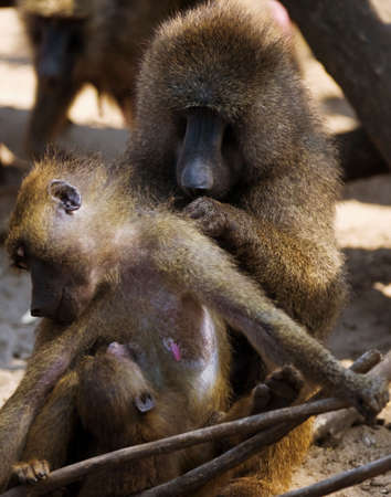 Baboonsの写真素材