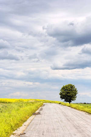 Solitary tree by the country roadの写真素材