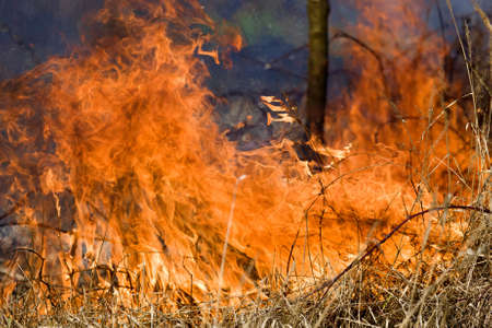 Tree on fireの写真素材