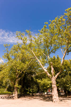 Park in spring timeの写真素材