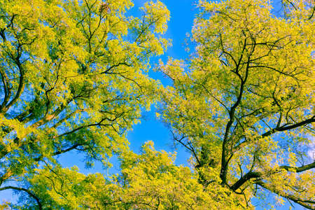 Tree canopy in spring time
