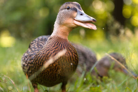 Ducklingsの写真素材