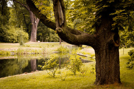 Park in spring timeの写真素材