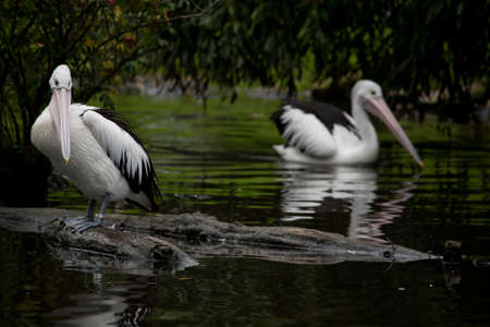 Pelicansの写真素材