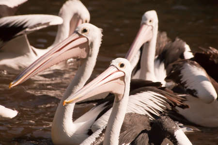 Pelicansの写真素材