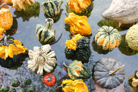 Pumpkinsの写真素材