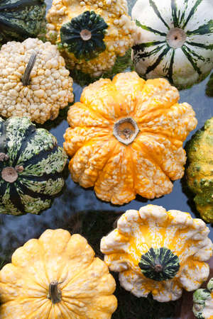 Pumpkinsの写真素材