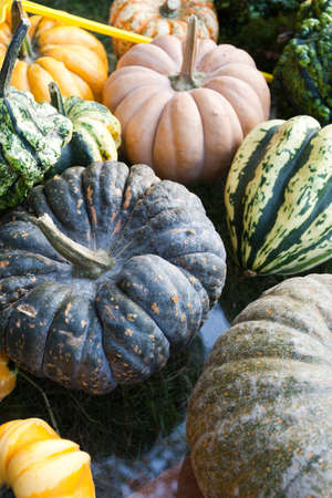 Pumpkins