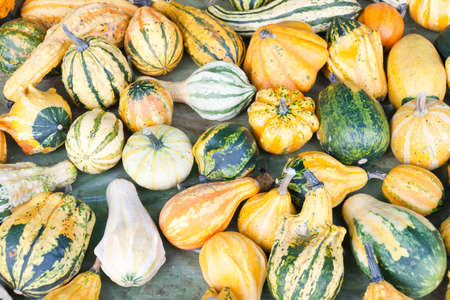 Pumpkinsの写真素材