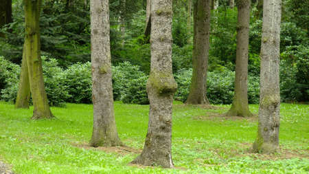 Park in spring time
