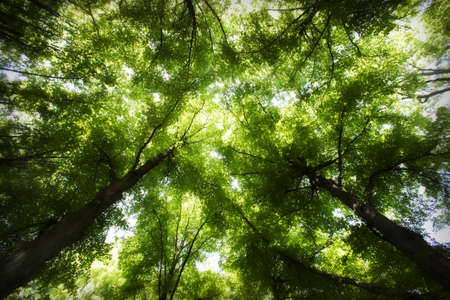 Tree canopyの写真素材