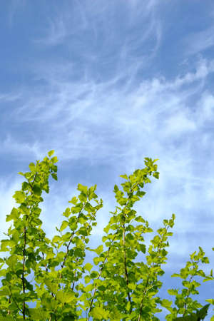 Park in spring timeの写真素材