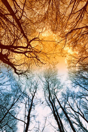 Frozen Tree canopy