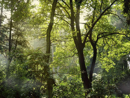 Park in spring timeの写真素材