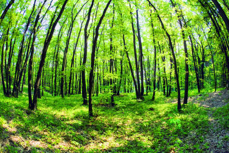 Mistical forestの写真素材