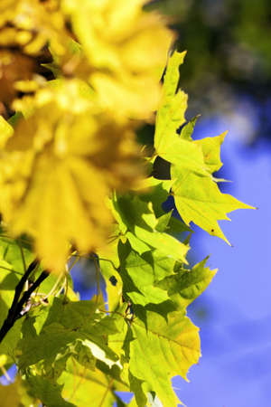 Leaves in fall timeの写真素材