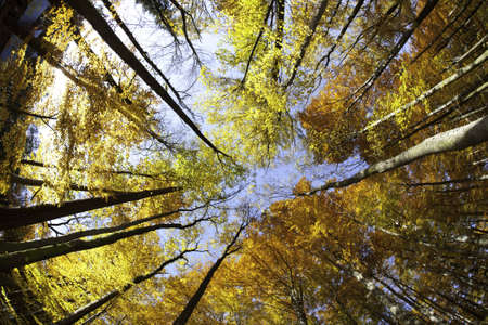 Beech canopyの写真素材