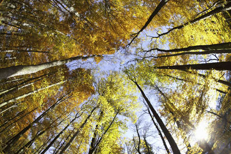 Beech canopyの写真素材