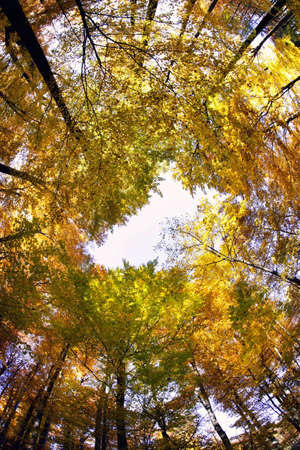 Beech canopyの写真素材