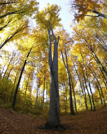 Beech canopy