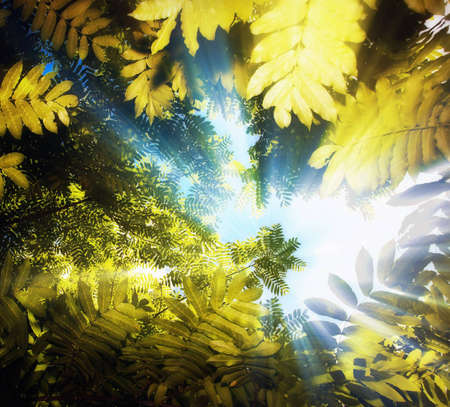 Tree canopyの写真素材