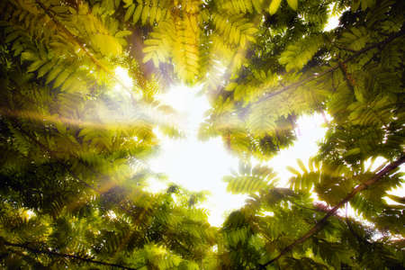 Tree canopyの写真素材