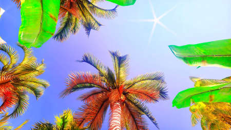 Tropical vegetation