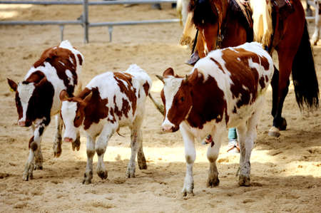 Rodeoの写真素材