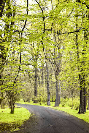 Park in spring timeの写真素材