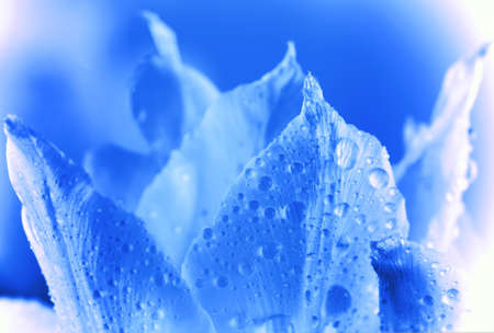 Icy flowerの写真素材