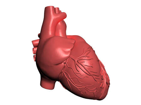Model of human heartの写真素材