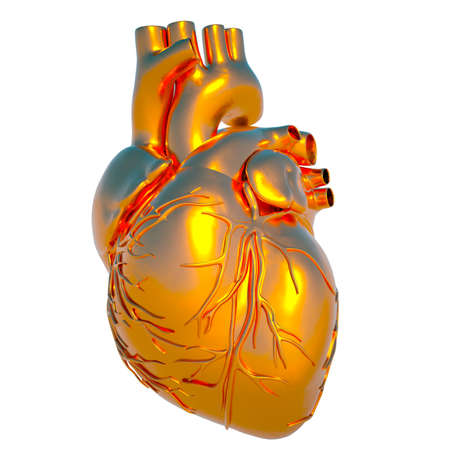 Model of human heart - heart of goldの写真素材