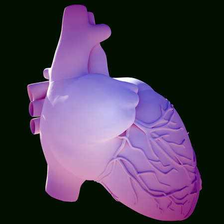 Model of human heartの写真素材