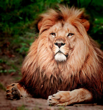 Male Lion Portrait の写真素材