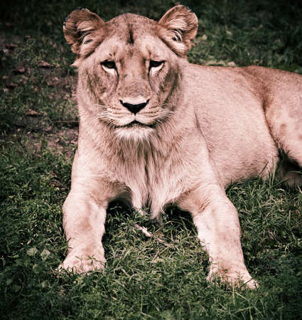 Lioness portrait 